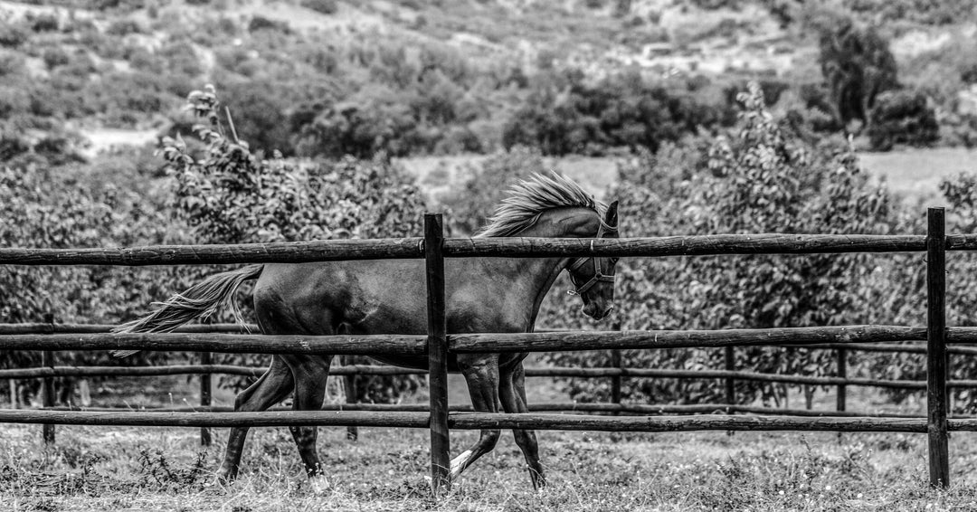 Haras Botafogo