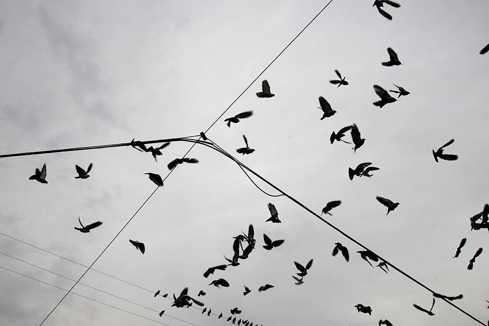 Pájaros l