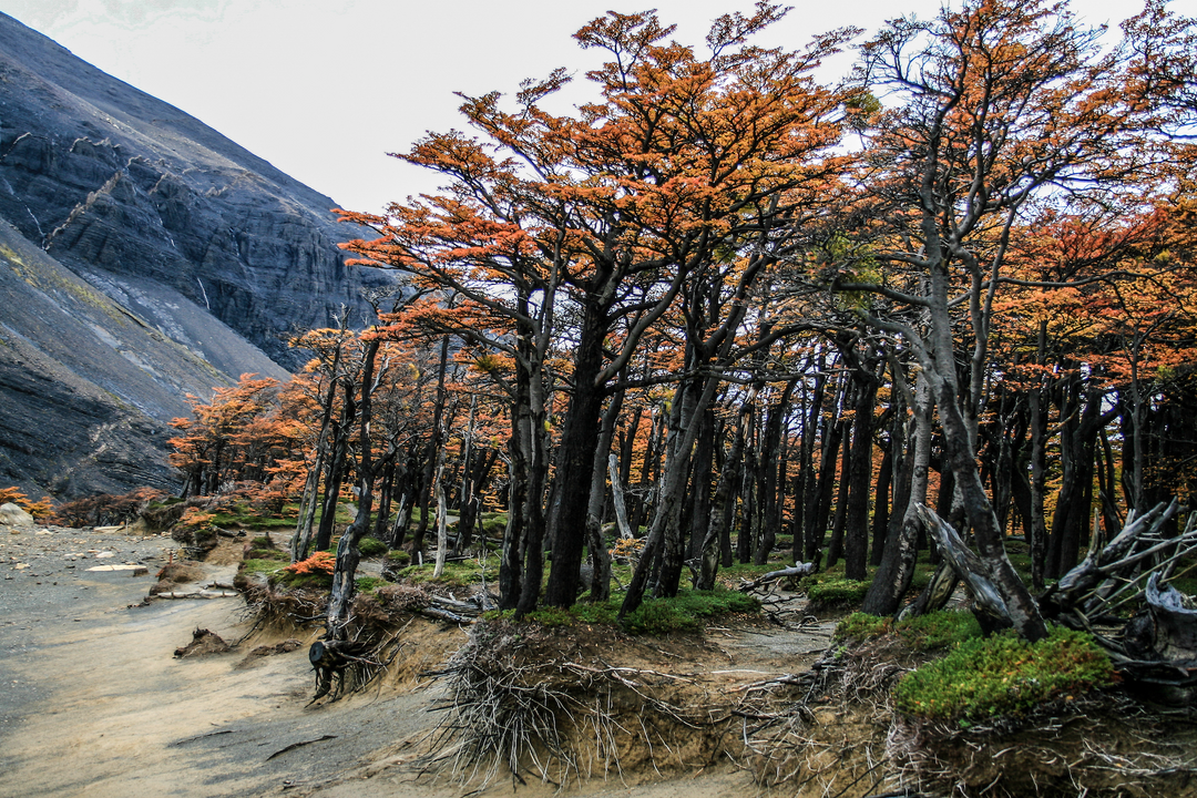 Torres del paine