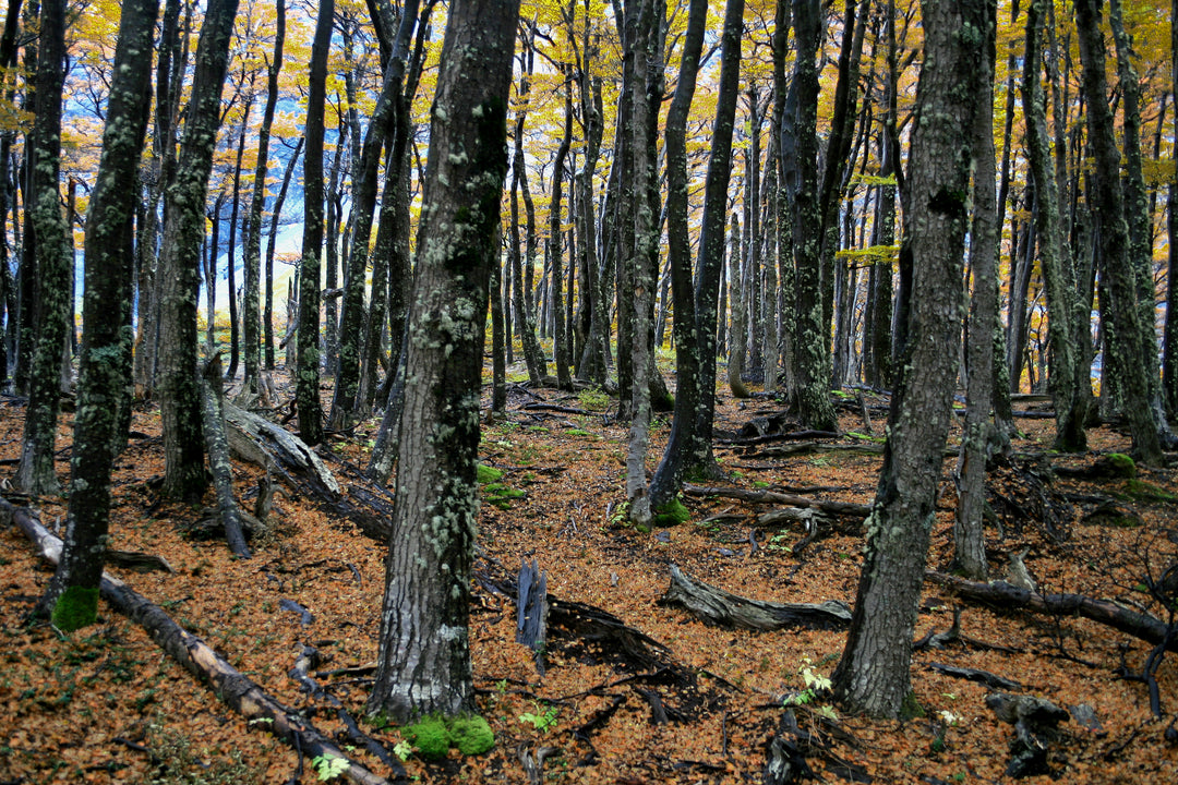 Bosques Patagónicos, rumbo a Torres del Paine.