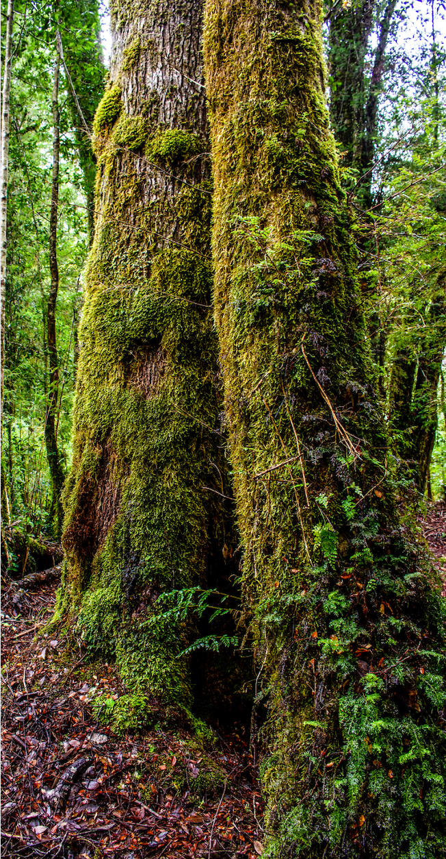 Bosque nativo 2